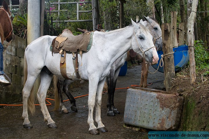 Cavalos_Aluguel_Maua-4787.jpg Cavalos - Visconde de Mauá (024)9903-5146