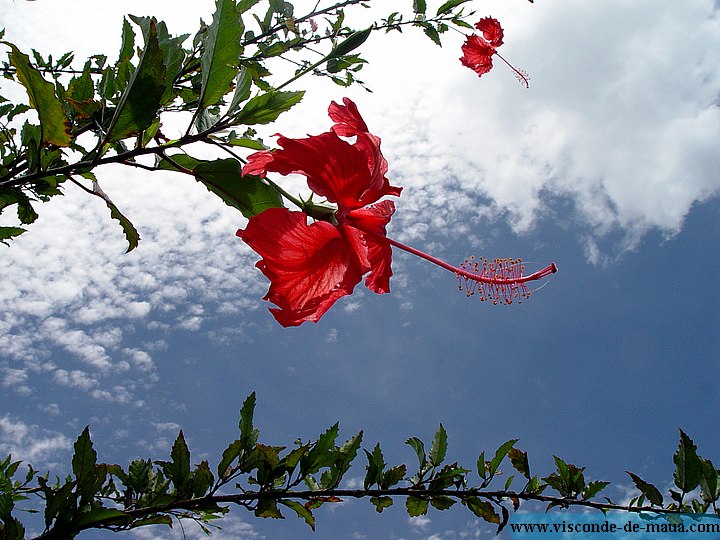 Flor.jpg Tempo e Clima - Visconde de Maua