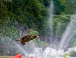 Chales_Lago_Maua-4777.jpg(68.0 KB)