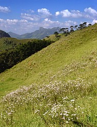 Área_verde.jpg(149 KB)