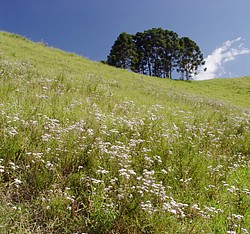 Araucarias.jpg(191 KB)