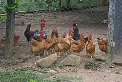 FazendaRioPedras_4816.jpg(124 KB)