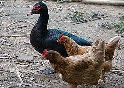 FazendaRioPedras_4829.jpg(106 KB)