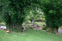 FazendaRioPedras_4946.jpg(139 KB)