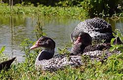 lago_de_tilapias_2.jpg(126 KB)