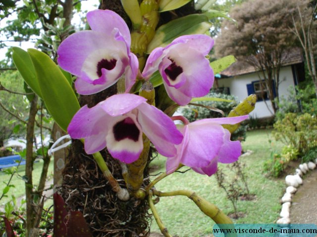 FloresViscondeMaua_Flor0940.JPG (96.7 KB)