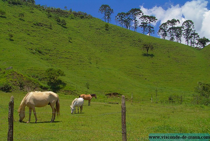 Cavalos_01_PS.jpg Mais_Fotos_Rio_Cristais