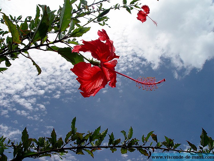 Flor.jpg Mais_Fotos_Rio_Cristais