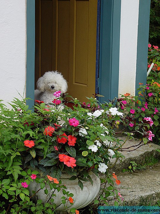 Viosconde_cachorro02.jpg Mais_Fotos_Rio_Cristais