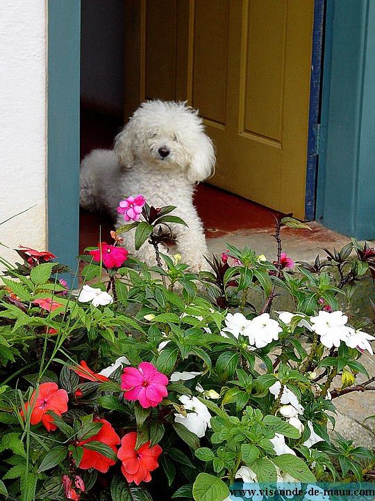 Viosconde_cachorro03.jpg Mais_Fotos_Rio_Cristais