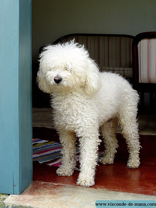 Viosconde_cachorro04.jpg Mais_Fotos_Rio_Cristais