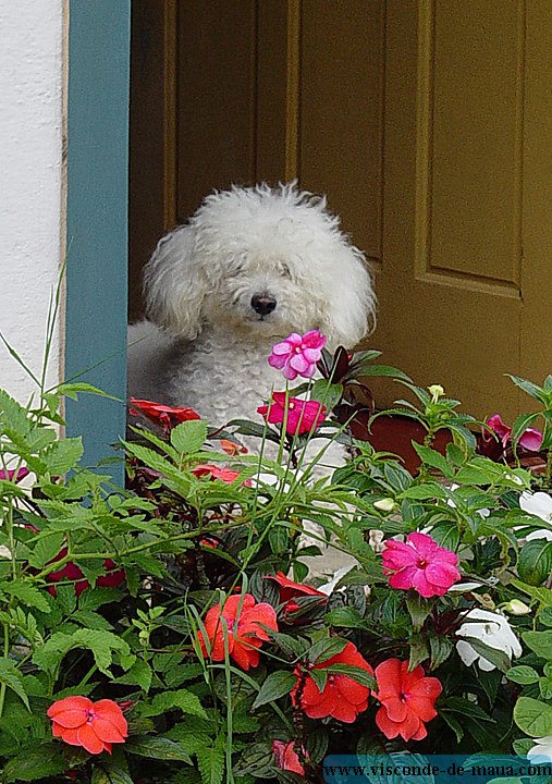 Visconde_cachorro01.jpg Mais_Fotos_Rio_Cristais