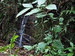 Mato_Verde-6483.jpg(164 KB)