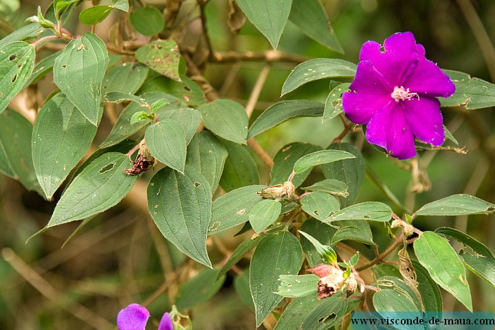 Cachoeira_Alcantilado_Vale_Flores4466.jpg (87.4 KB)