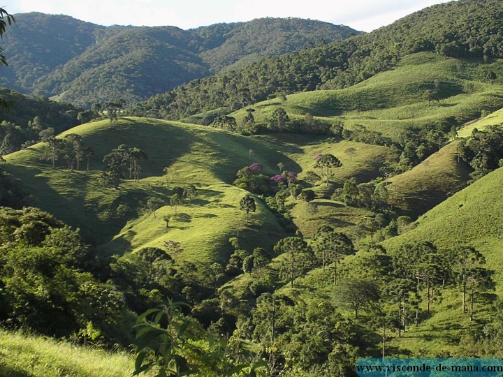 Vista panoramica arborizada.jpg (156 KB)