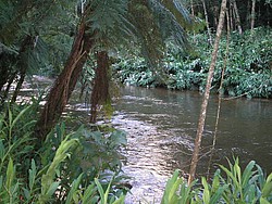 Maringa_sitio197.jpg(107 KB)